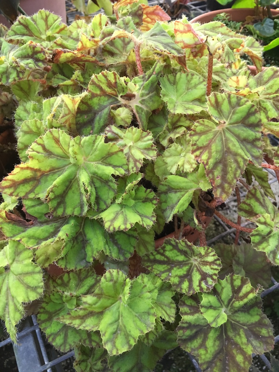 B. ‘Desert Daybreak’